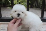 Taiwan T-cup White Color Poodle Mka - Poodle Dog