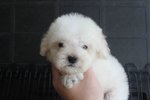 Taiwan T-cup White Color Poodle Mka - Poodle Dog