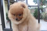 Super Grade Pomeranian Puppy Mka - Pomeranian Dog