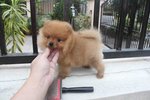 Super Grade Pomeranian Puppy Mka - Pomeranian Dog