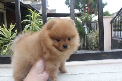 Super Grade Pomeranian Puppy Mka - Pomeranian Dog