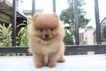 Super Grade Pomeranian Puppy Mka - Pomeranian Dog