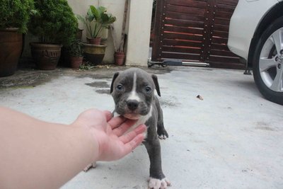 American Bully Puppy - American Staffordshire Terrier Dog