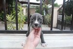 American Bully Puppy - American Staffordshire Terrier Dog