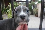 American Bully Puppy - American Staffordshire Terrier Dog