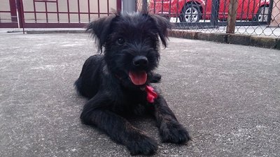 Fifi - Schnauzer + Shih Tzu Dog