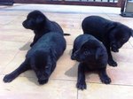 Puppies - Mixed Breed Dog