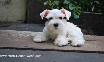 Taiwan Line White Min.schnauzer Pup - Schnauzer Dog