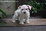 Taiwan Line White Min.schnauzer Pup - Schnauzer Dog