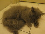 Teddy - Persian Cat