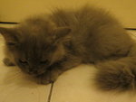 Teddy - Persian Cat