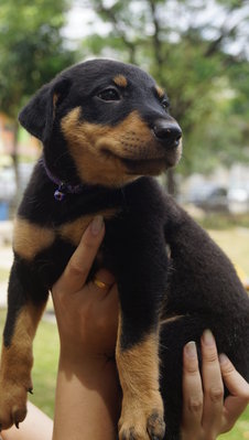 Toby - Doberman Pinscher Mix Dog