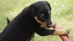 Toby - Doberman Pinscher Mix Dog