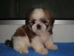 Star Shih Tzu - Shih Tzu Dog