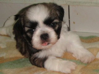 Star Shih Tzu - Shih Tzu Dog