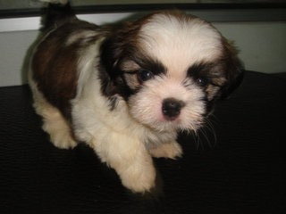 Star Shih Tzu - Shih Tzu Dog