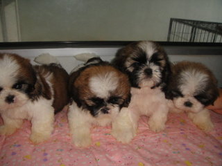 Star Shih Tzu - Shih Tzu Dog