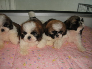 Star Shih Tzu - Shih Tzu Dog