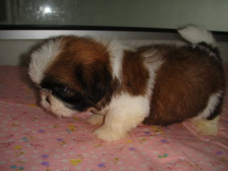 Star Shih Tzu - Shih Tzu Dog