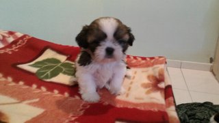 Star Shih Tzu - Shih Tzu Dog