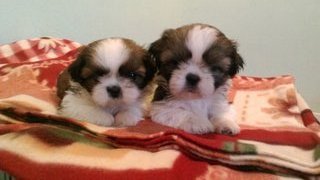 Star Shih Tzu - Shih Tzu Dog