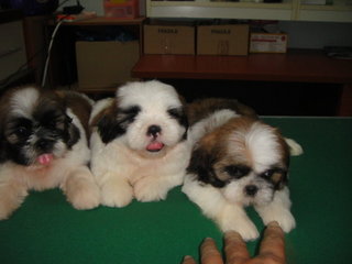 Star Shih Tzu - Shih Tzu Dog