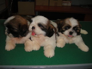 Star Shih Tzu - Shih Tzu Dog