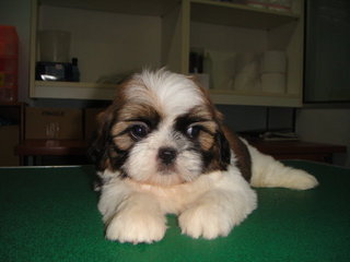 Star Shih Tzu - Shih Tzu Dog