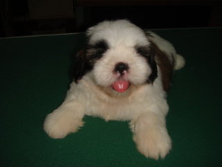 Star Shih Tzu - Shih Tzu Dog