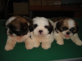 Star Shih Tzu - Shih Tzu Dog