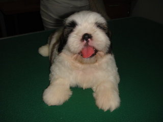 Star Shih Tzu - Shih Tzu Dog