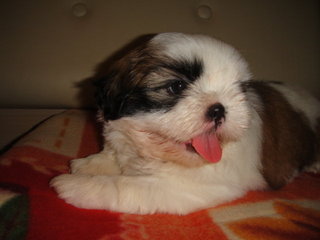 Star Shih Tzu - Shih Tzu Dog