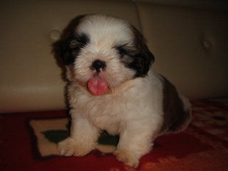 Star Shih Tzu - Shih Tzu Dog