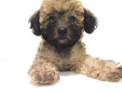 PF46926 - Poodle Dog