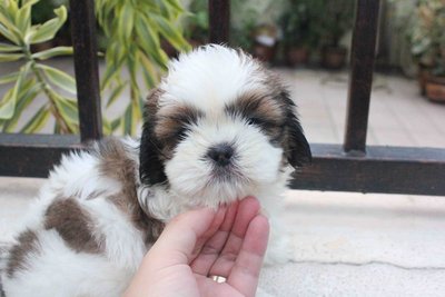 Toy Shih Tzu Puppy - Shih Tzu Dog