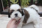 Toy Shih Tzu Puppy - Shih Tzu Dog