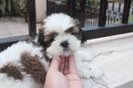 Toy Shih Tzu Puppy - Shih Tzu Dog