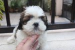 Toy Shih Tzu Puppy - Shih Tzu Dog