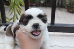 Toy Shih Tzu Puppy - Shih Tzu Dog