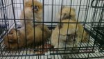 Group Orange Pomeranian