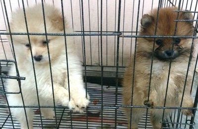 Thick Fur Orange Pomeranian Puppies - Pomeranian Dog