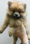 Thick Fur Orange Pomeranian Puppies - Pomeranian Dog