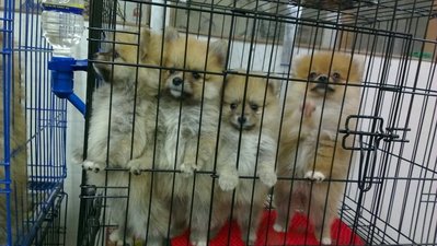 Group Quality Pomeranian - Pomeranian Dog