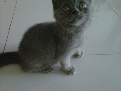 Labucci - British Shorthair Cat