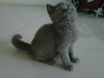 Labucci - British Shorthair Cat