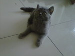 Labucci - British Shorthair Cat