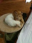 Bucky/simba - Domestic Short Hair Cat