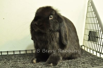 Holland Lop - Black 4 - Holland Lop Rabbit