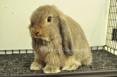 Holland Lop - Opal  - Holland Lop Rabbit