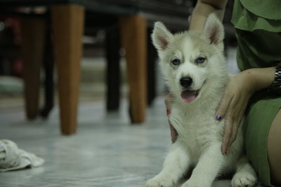 Siberian Husky Ready To Go Home - Siberian Husky Dog